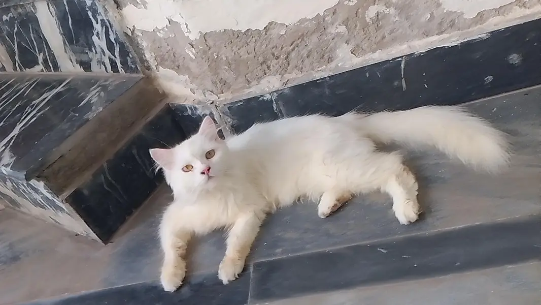 Female Persian cat available for sale My WhatsApp number 03065552120 — photo 5