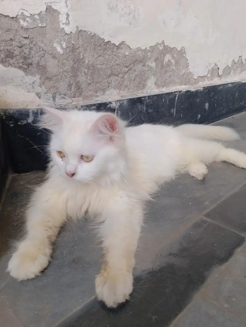 Female Persian cat available for sale My WhatsApp number 03065552120 — photo 6