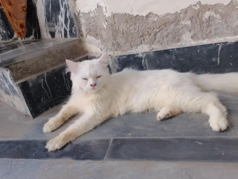 Female Persian cat available for sale My WhatsApp number 03065552120 — photo 7