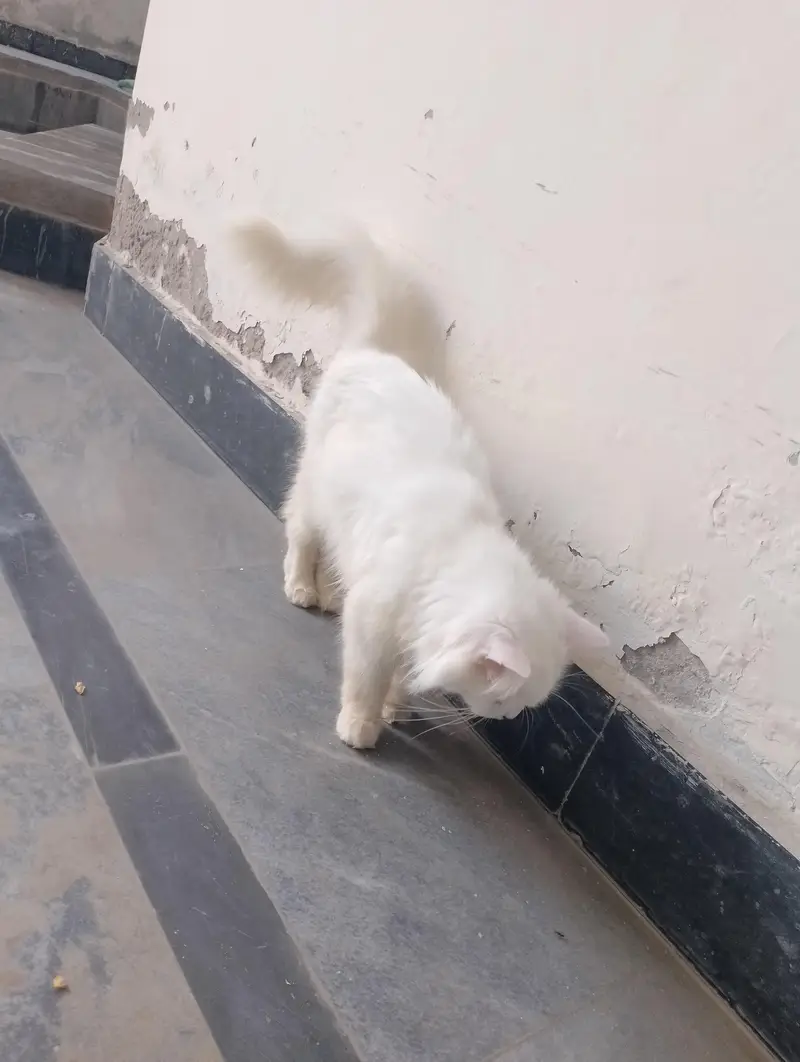 Female Persian cat available for sale My WhatsApp number 03065552120 — photo 8
