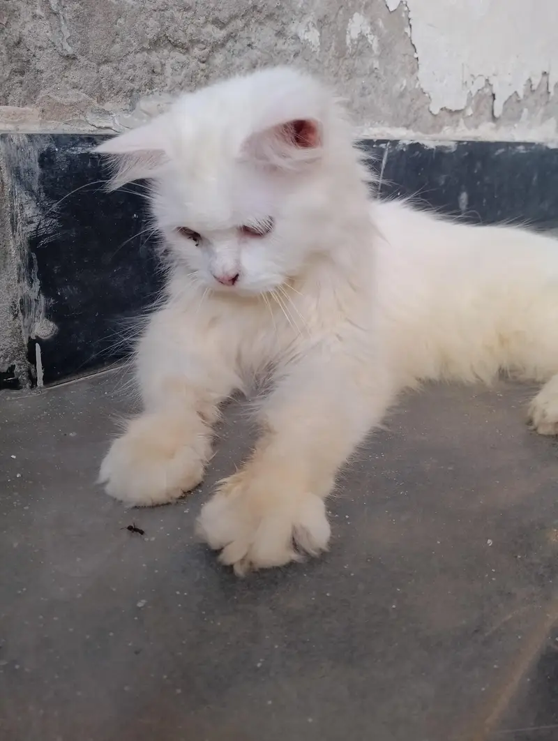 Female Persian cat available for sale My WhatsApp number 03065552120 — photo 9
