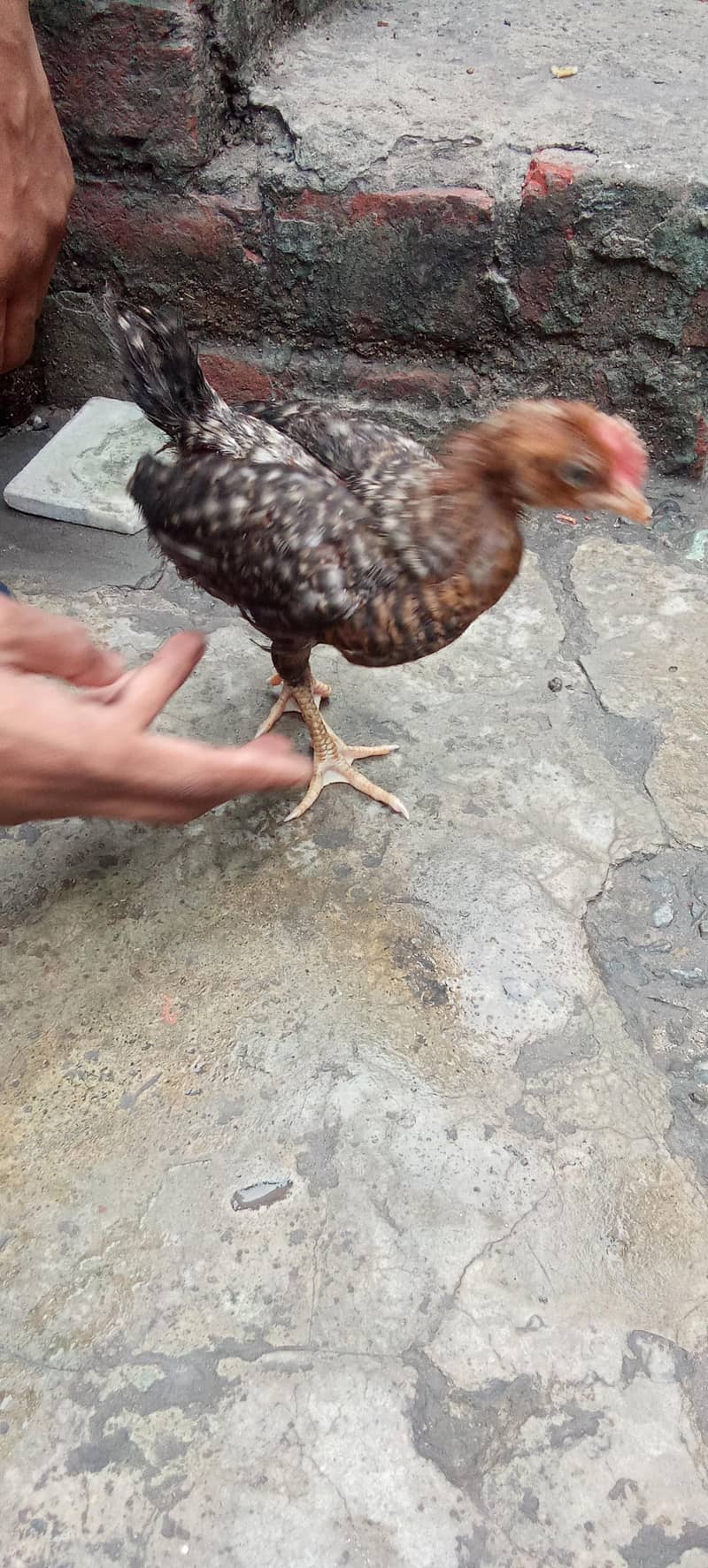 misri chozai 6