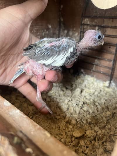 cocktail chicks