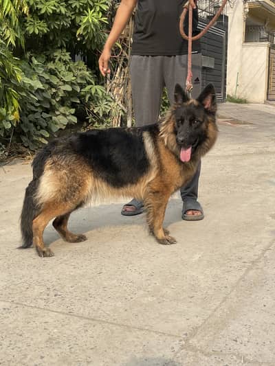 Pink pedigree Long coat female for sale