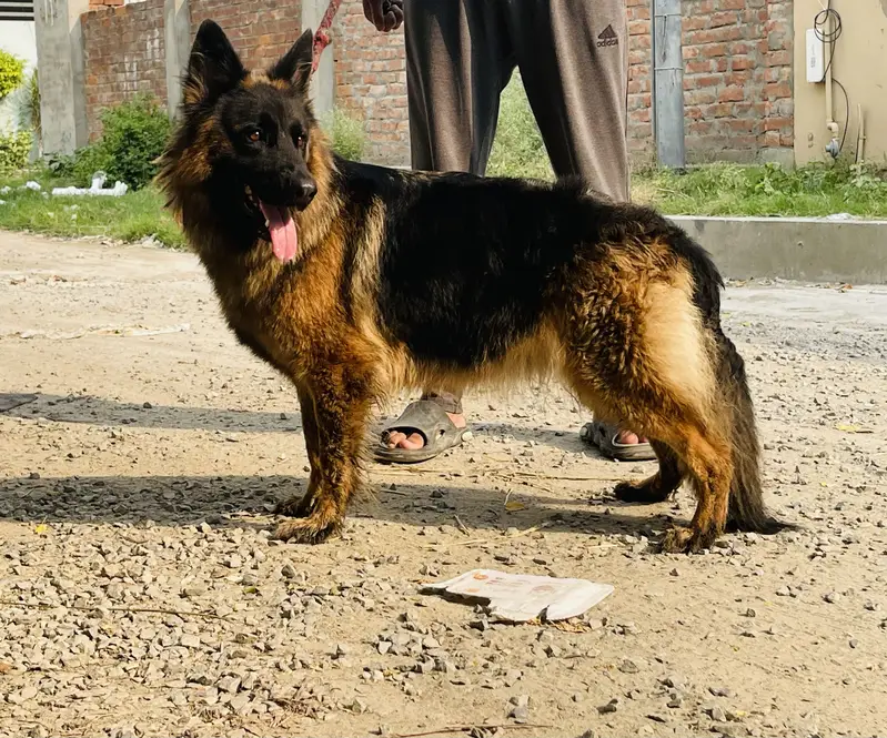 Pink pedigree Long coat female for sale — photo 2