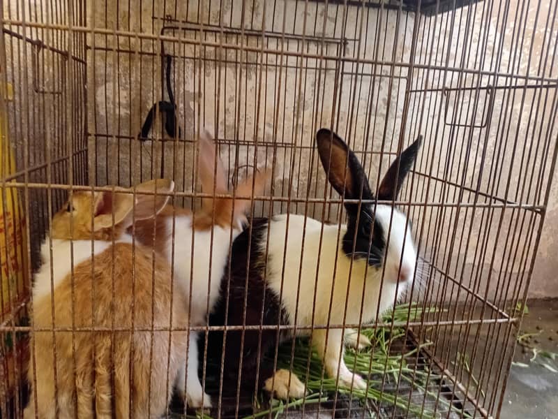 Dutch Rabbit 0
