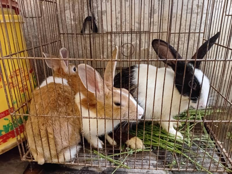 Dutch Rabbit 1