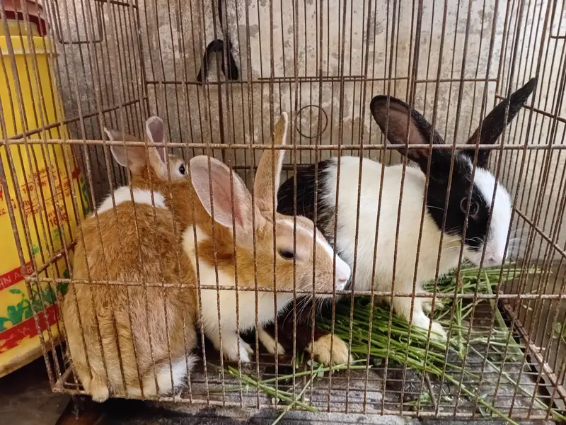 Dutch Rabbit — photo 2