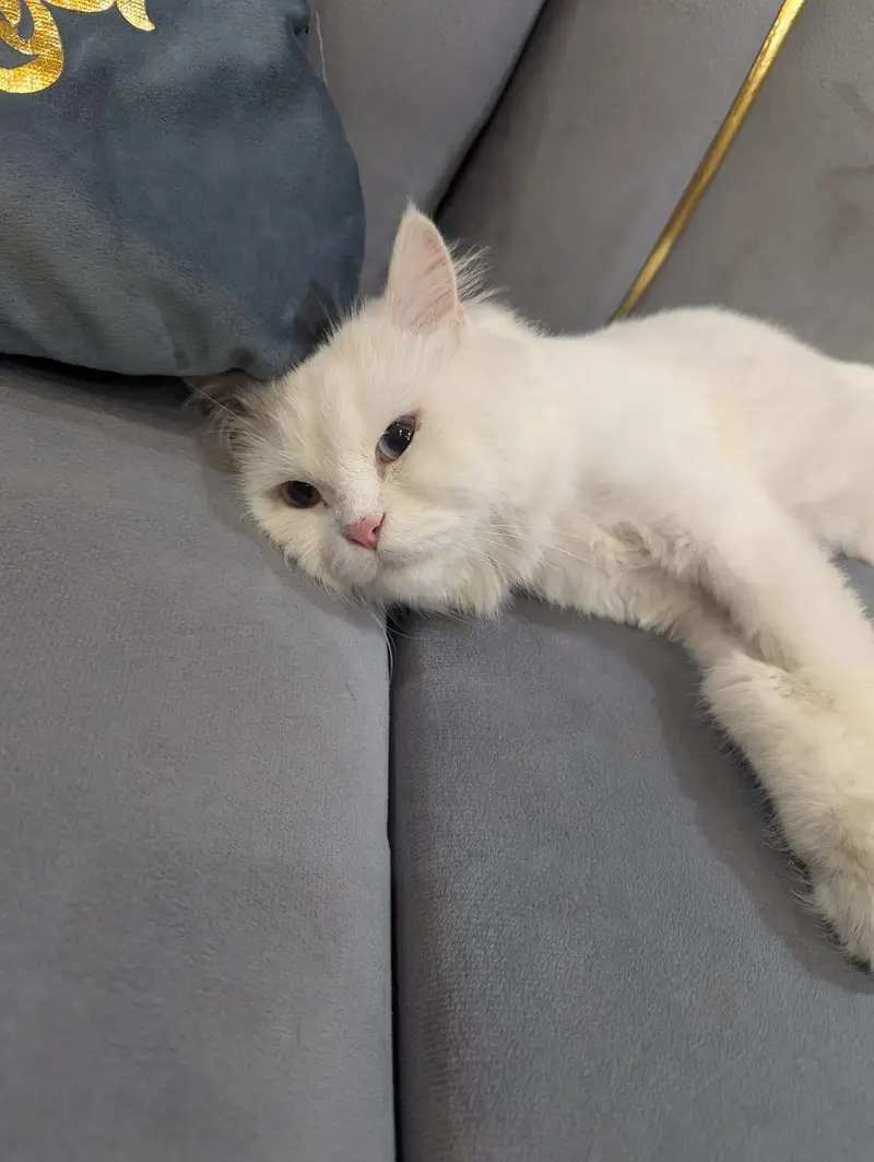 cat 2 cott with double eyes — photo 3