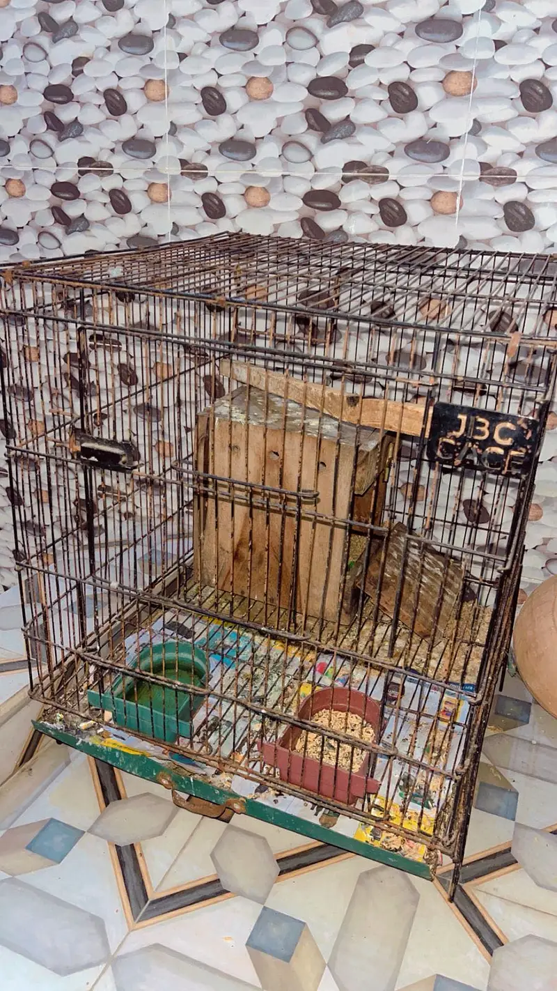Love bird breeder pair with cage — photo 2