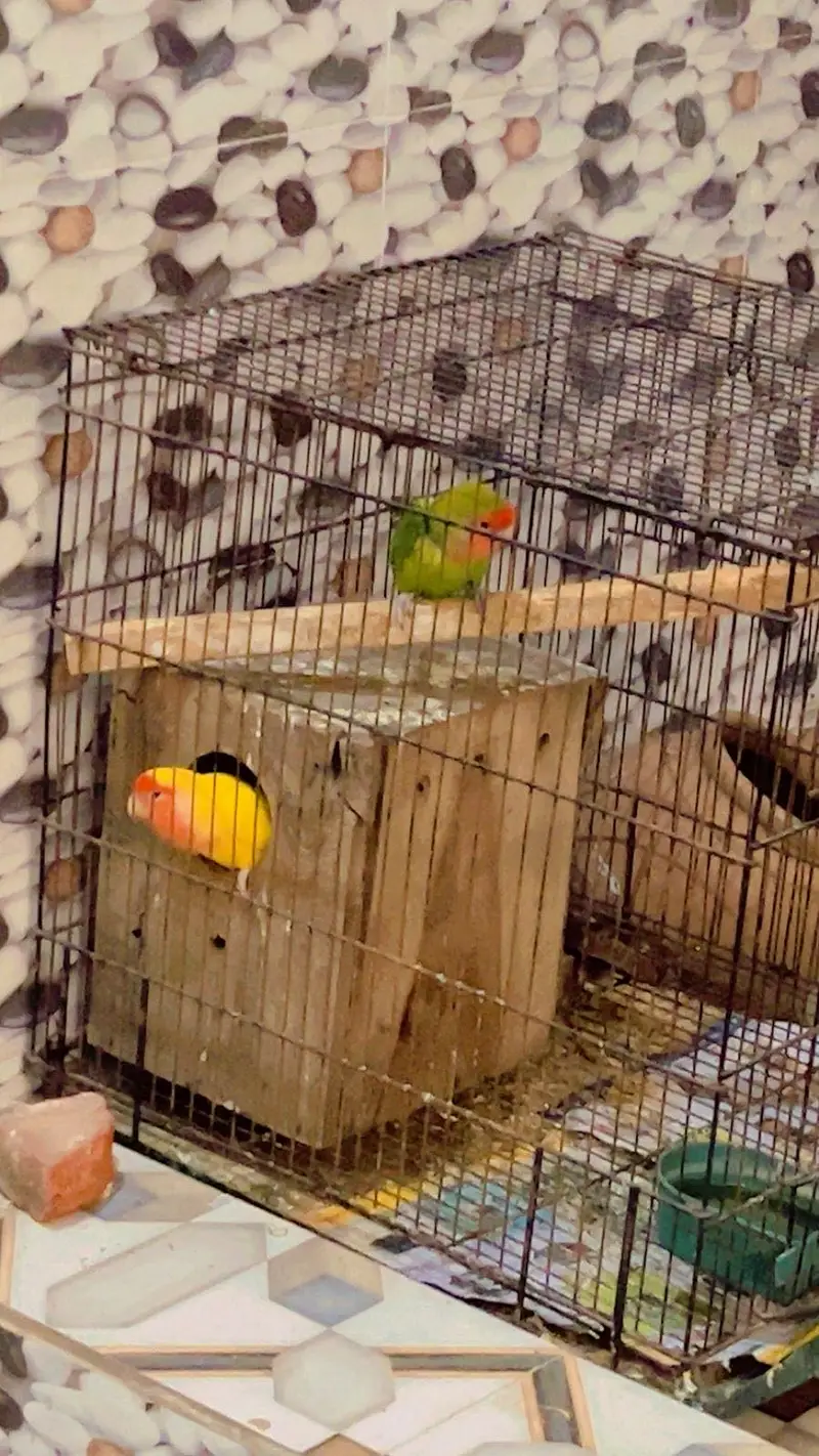 Love bird breeder pair with cage — photo 3