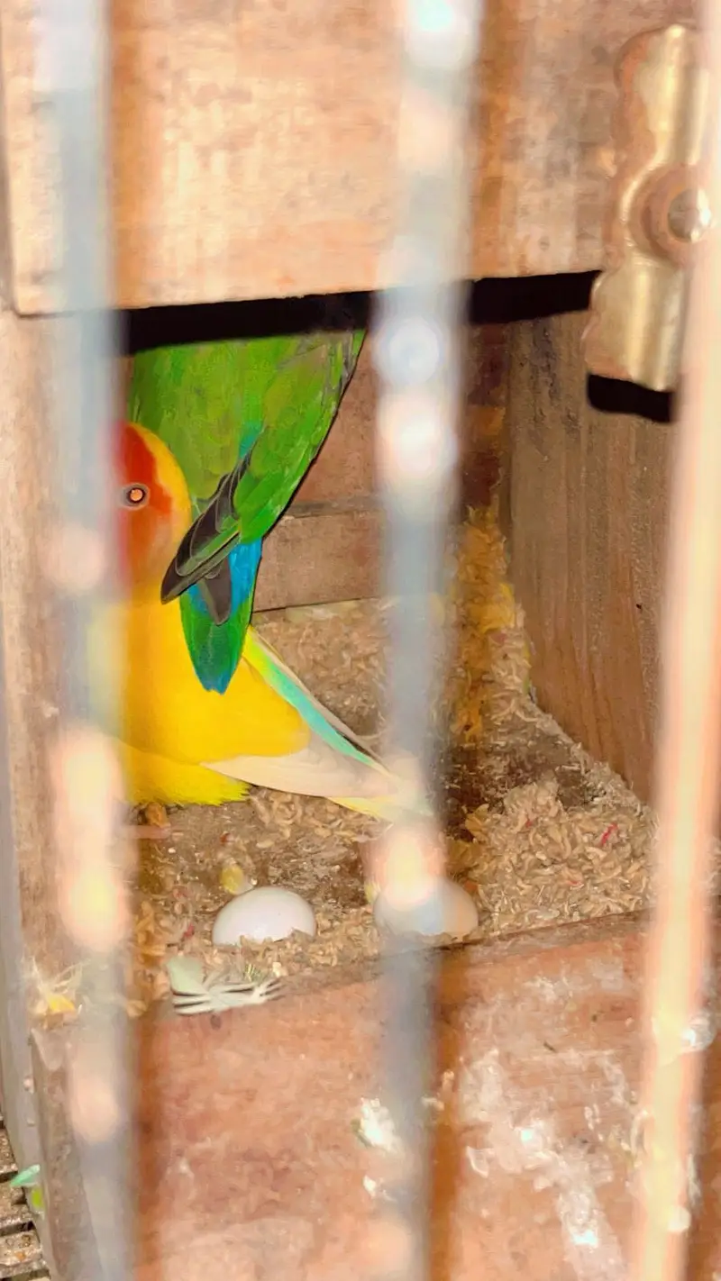 Love bird breeder pair with cage — photo 4