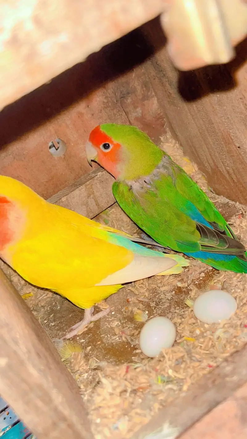 Love bird breeder pair with cage — photo 5