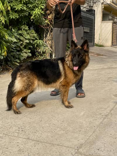 Pink pedigree Long coat female for sale