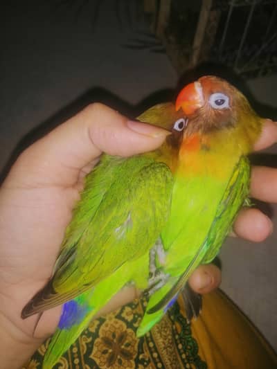 lovebirds baby