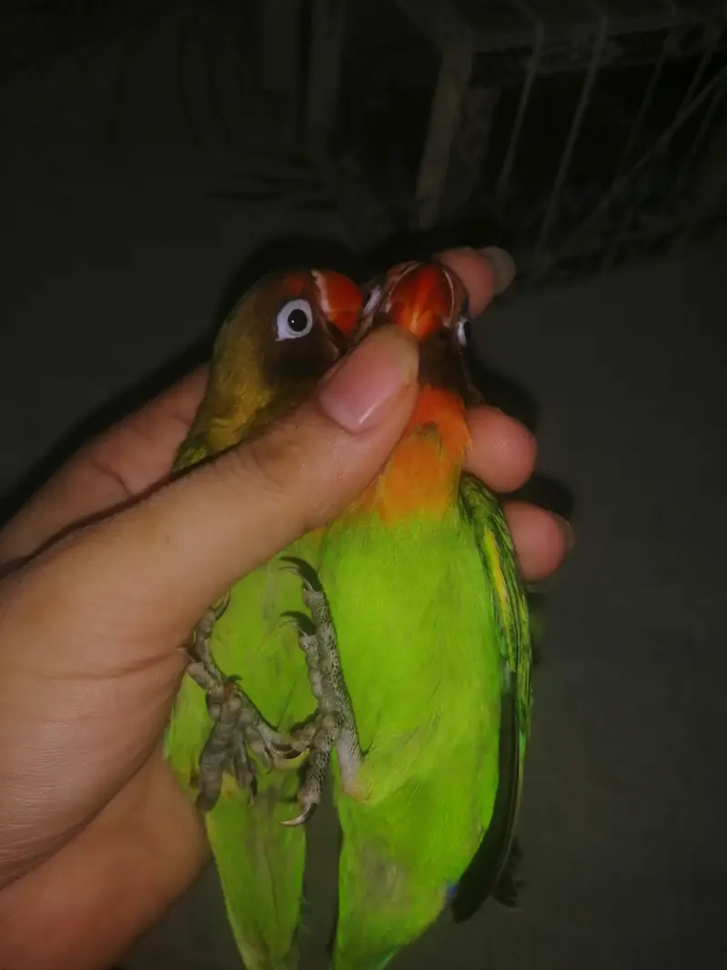 lovebirds baby — photo 2