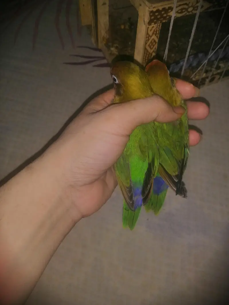 lovebirds baby — photo 3