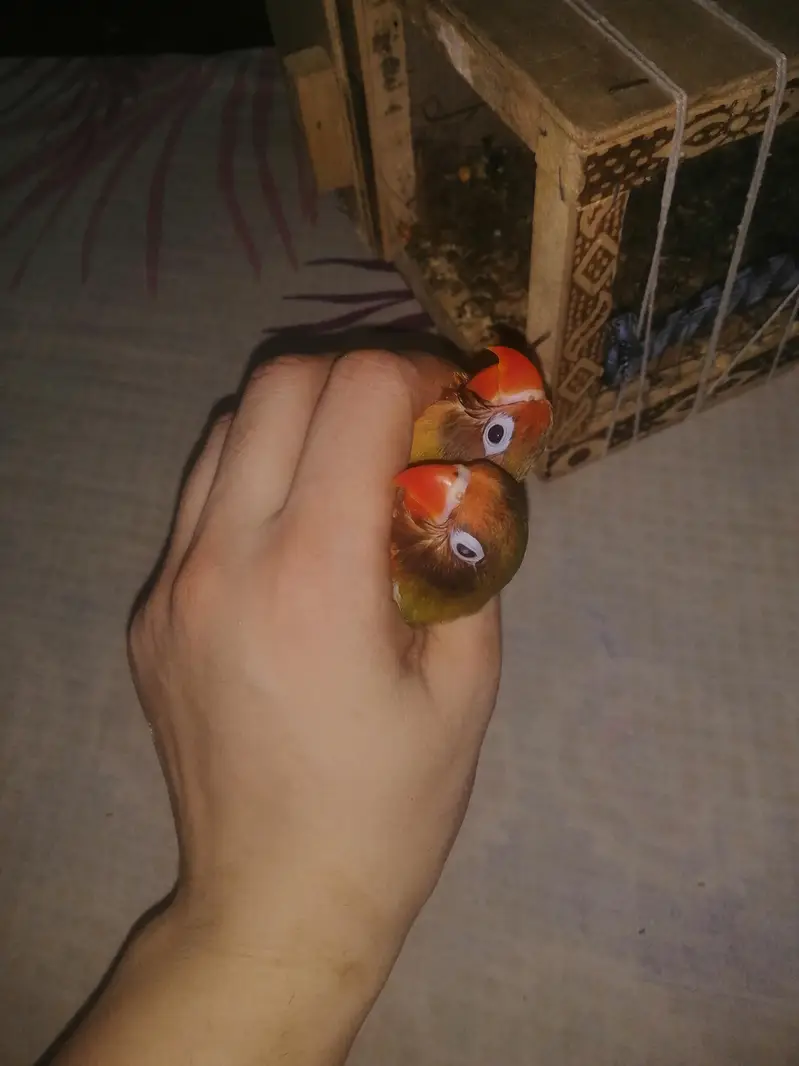lovebirds baby — photo 4