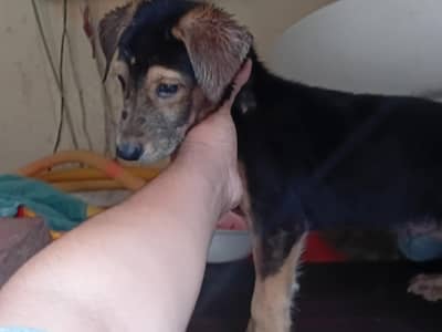 german sheperd single coat 1.5 month age black nail whatap 03354133280