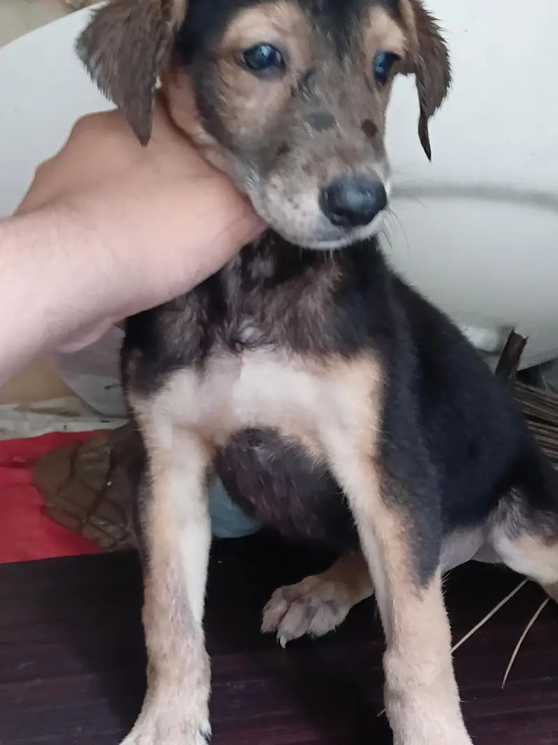 german sheperd single coat 1.5 month age black nail whatap 03354133280 — photo 2