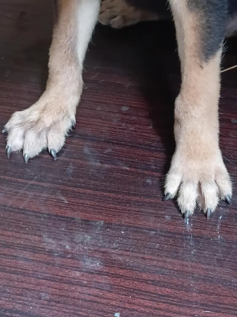 german sheperd single coat 1.5 month age black nail whatap 03354133280 — photo 5