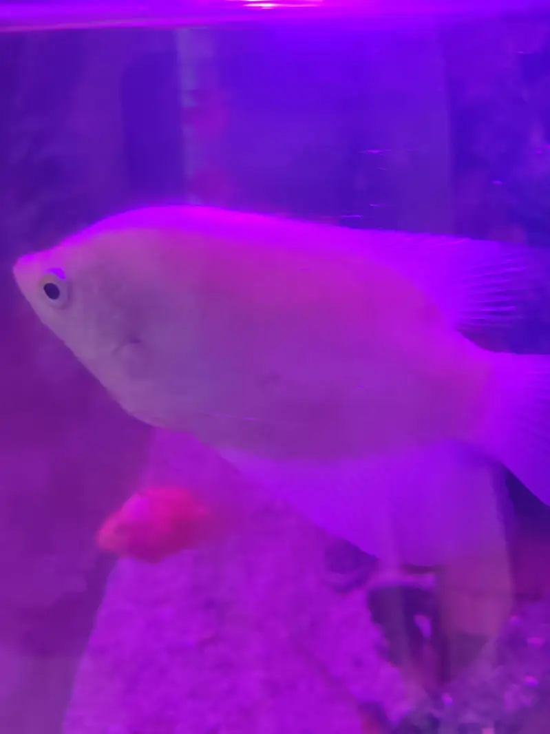monster fishes