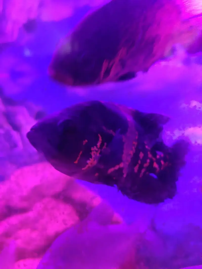 monster fishes — photo 2
