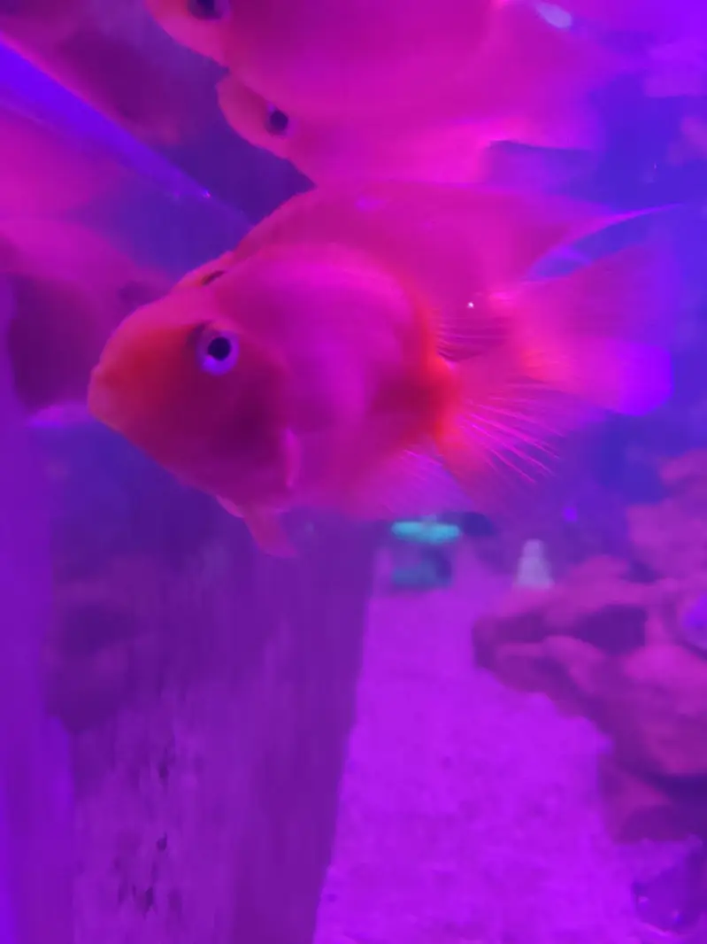 monster fishes — photo 3
