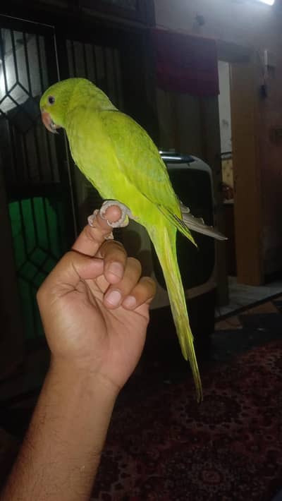 tame parrot no bite full healthy