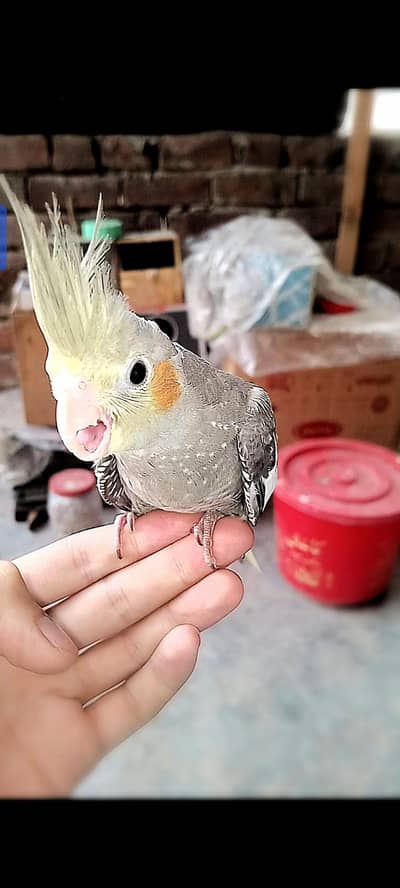 beautiful hand tame cocktail male