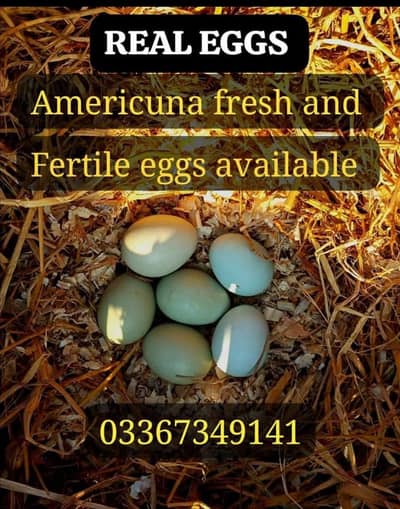 Ameraucana Blue&Green eggs layer pure breed chiks available03367349141