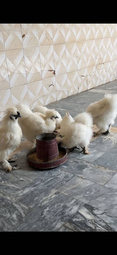 Silkie set for sale A+ quality