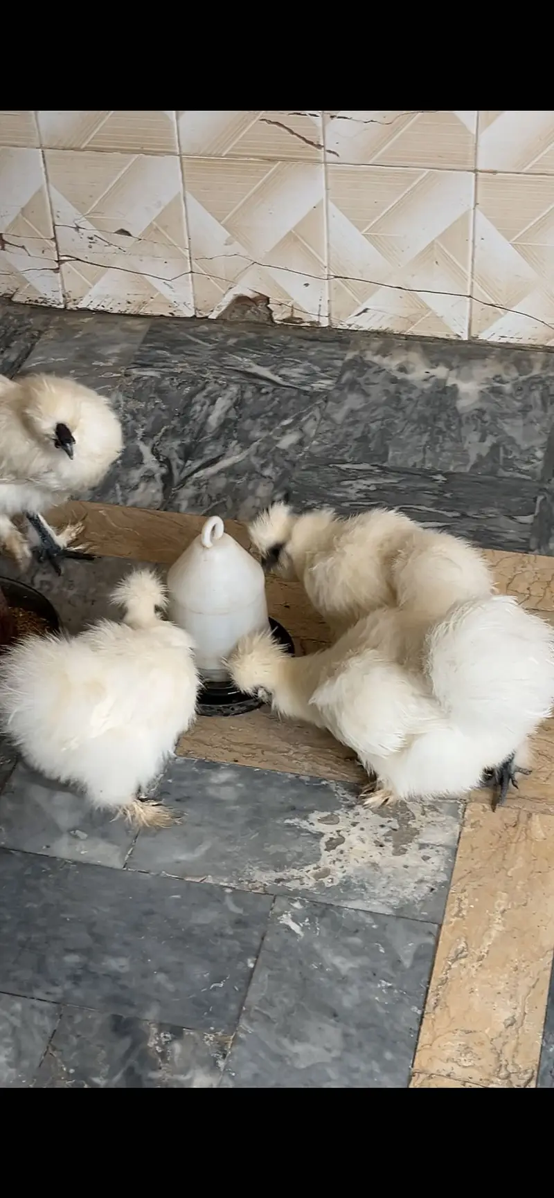 Silkie set for sale A+ quality — photo 2