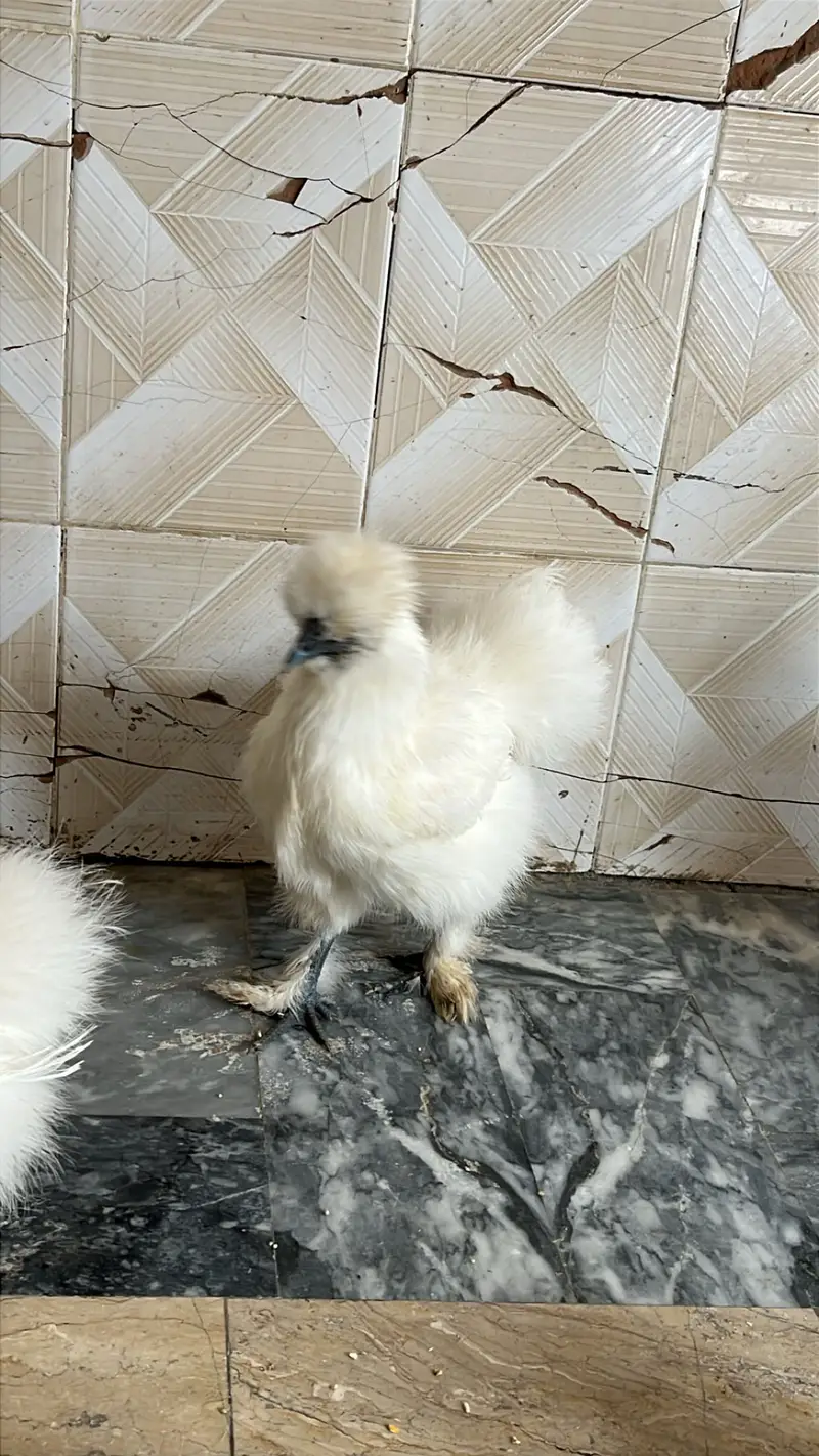 Silkie set for sale A+ quality — photo 3