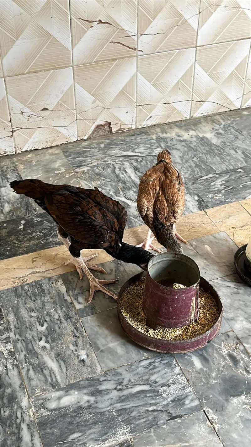 Silkie set for sale A+ quality — photo 4