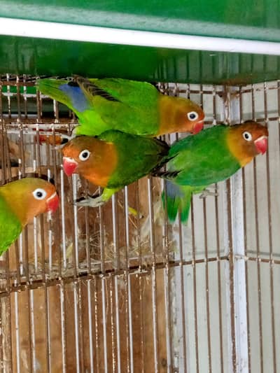 Green Fisher