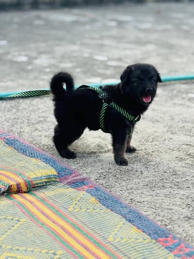 1 jerman shperd female hai aur dursa russion puppy hai acha quality ki