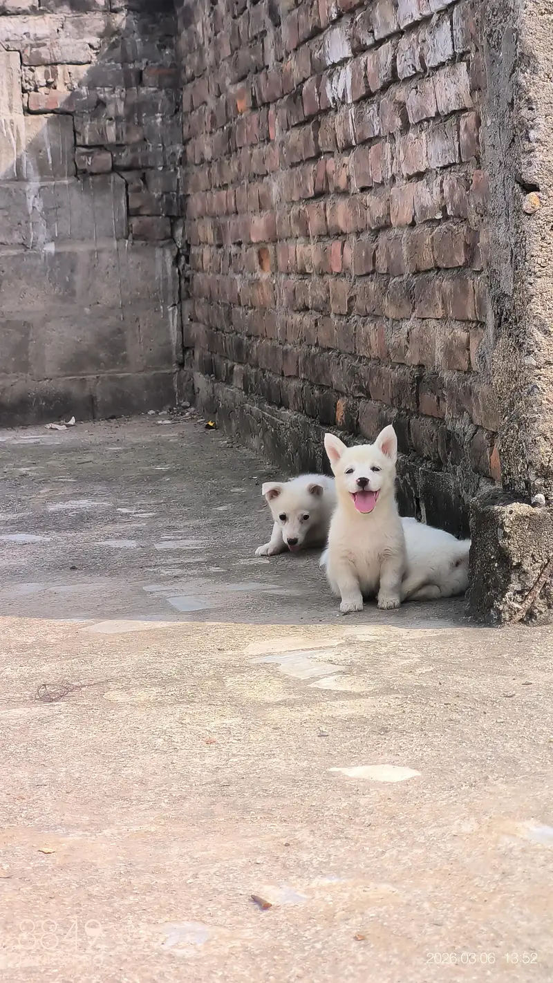 1 jerman shperd female hai aur dursa russion puppy hai acha quality ki — photo 2