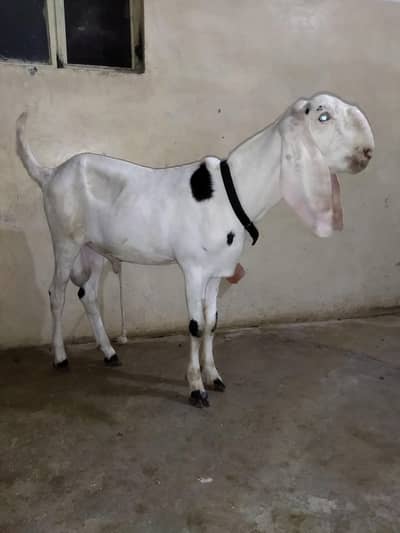 ranjanpuri breed