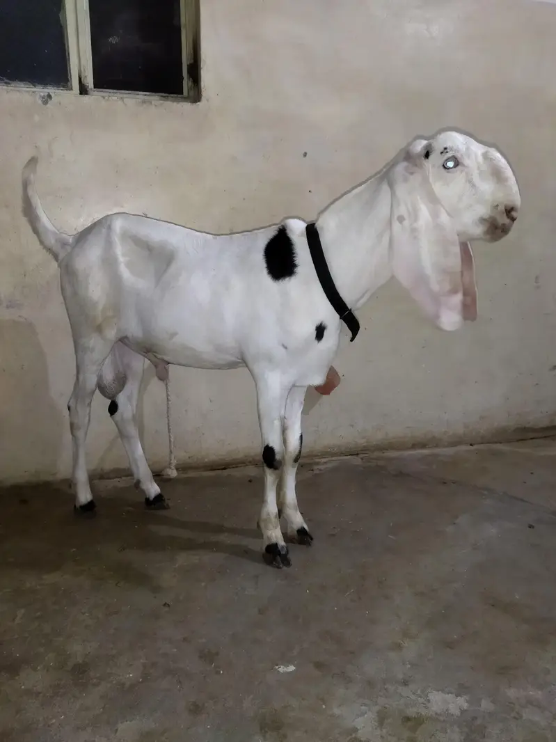 ranjanpuri breed