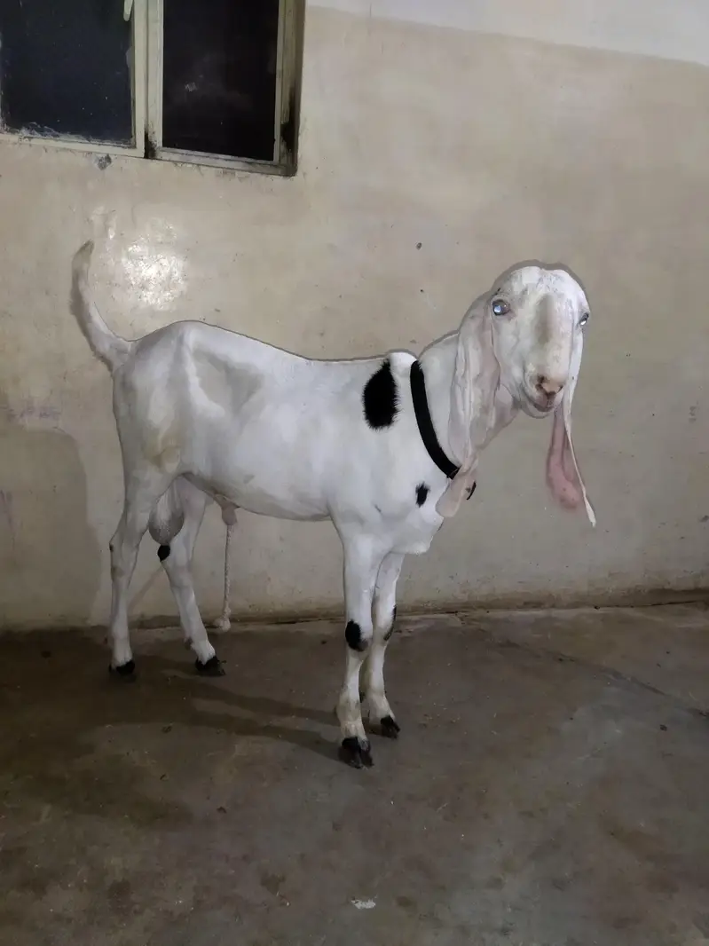 ranjanpuri breed — photo 2