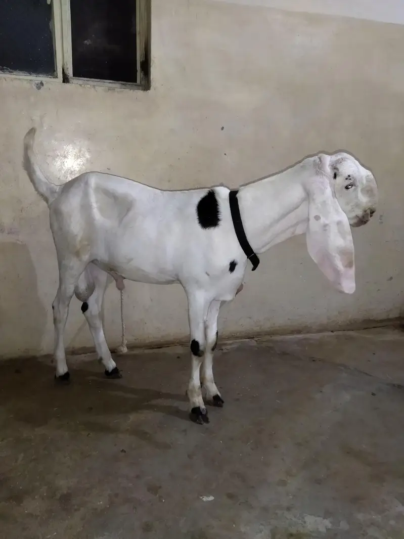 ranjanpuri breed — photo 3