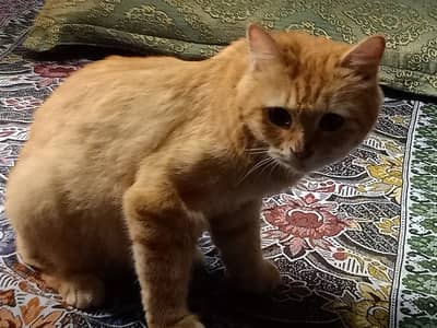 Persian cat