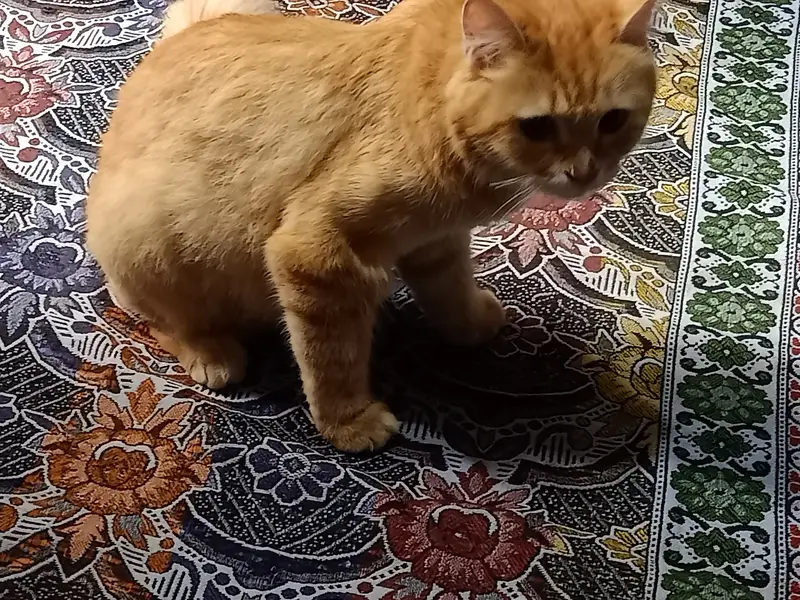 Persian cat — photo 2