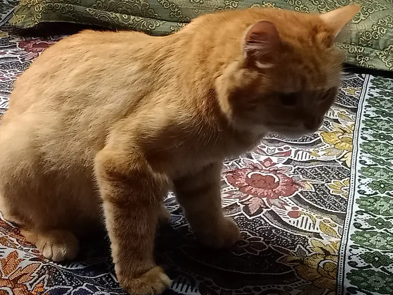 Persian cat — photo 3