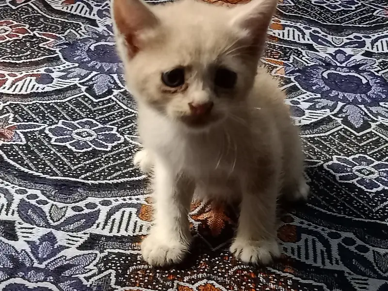 Persian cat — photo 4
