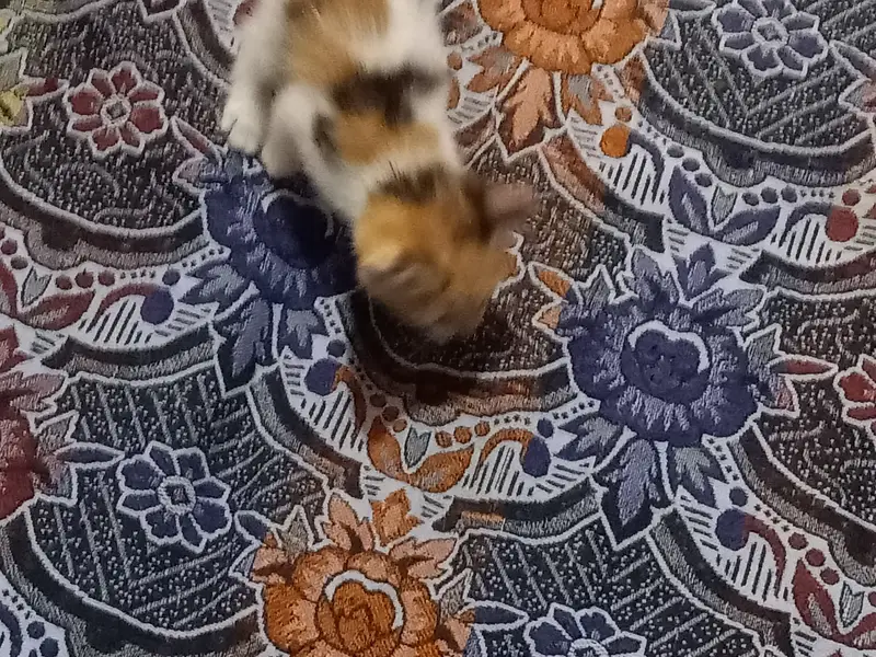 Persian cat — photo 5