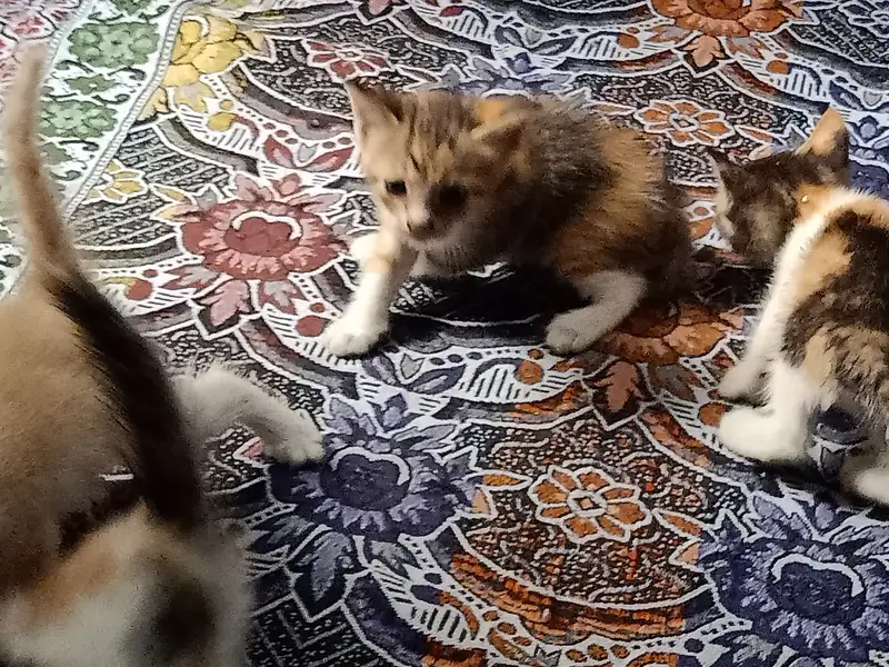 Persian cat — photo 6