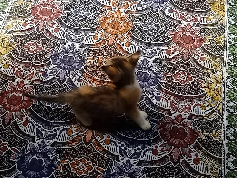 Persian cat — photo 7