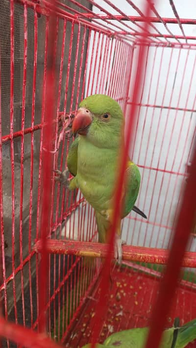 Green neck parrot for sale